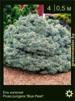 Изображение: ель колючая (picea pungens) 'blue pearl'