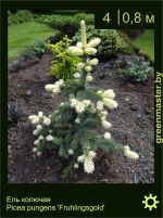 Изображение: ель колючая (picea pungens) 'fruhlingsgold'