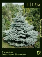 Изображение: ель колючая (picea pungens) 'montgomery'