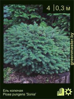 Изображение: ель колючая (picea pungens) 'sonia'