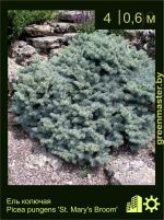 Изображение: ель колючая (picea pungens) 'St. Maria's blume'