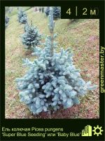 Изображение: ель колючая (picea pungens) 'super blue'