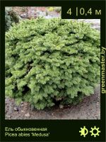 Изображение: ель обыкновенная (picea abies) 'medusa'