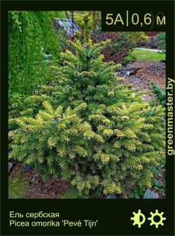 Изображение: ель сербская (picea omorika) 'peve tijn'