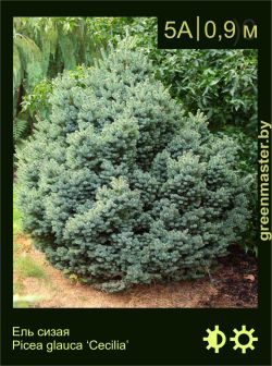 Изображение: ель сизая (picea glauca) 'cecilia'