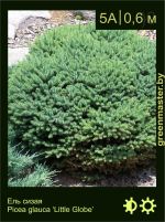 Изображение: ель сизая (picea glauca) 'little globe'