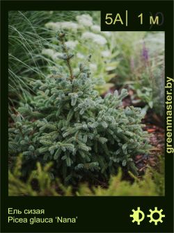 Изображение: ель сизая (picea glauca) 'nana'