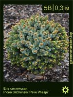 Изображение: ель ситхинская (picea sitchensis) 'peve wiesje'