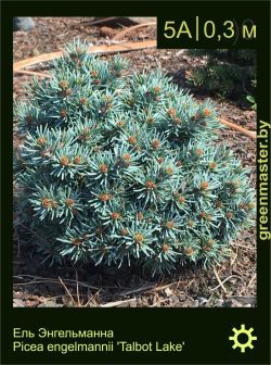 Изображение: ель Энгельманна (picea engelmannii) 'talbot lake'