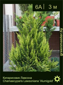 Изображение: кипарисовик Лоусона (chamaecyparis lawsoniana) 'alumigold'