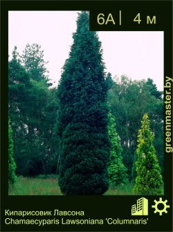 Изображение: кипарисовик Лоусона (chamaecyparis lawsoniana) 'columnaris'