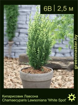 Изображение: кипарисовик Лоусона (chamaecyparis lawsoniana) 'white spot'