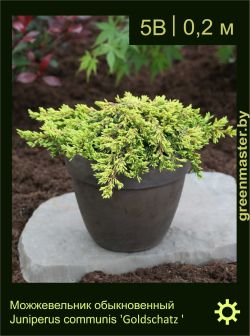 Изображение: можжевельник обыкновенный (juniperus communis) 'goldschatz'