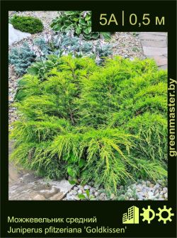 Изображение: можжевельник средний (juniperus × pfitzeriana) 'goldkissen'