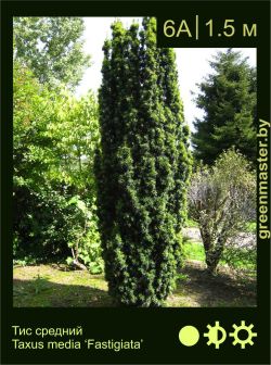 Изображение: тис ягодный (taxus baccata) 'fastigiata'