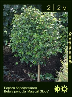 Изображение: береза бородавчатая (betula pendula) 'magical globe'