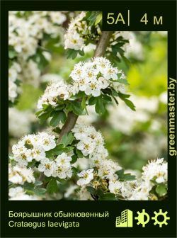 Изображение: боярышник обыкновенный (crataegus laevigata)