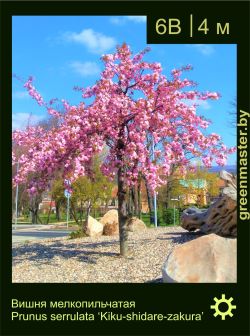 Изображение: вишня мелкопильчатая (prunus serrulata) 'kiku-shidare-zakura'