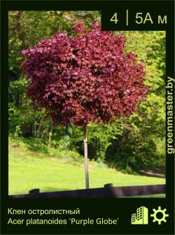 Изображение: клен остролистный (acer platanoides) 'purple globe'