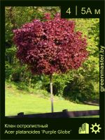 Изображение: клен остролистный (acer platanoides) 'purple globe'