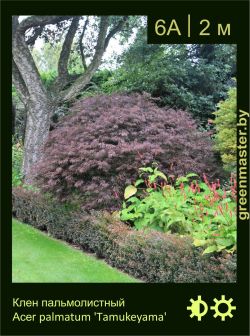 Изображение: клен пальмолистный  (acer palmatum) 'tamukeyama'