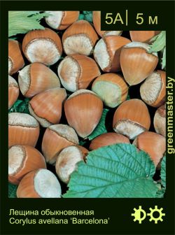 Изображение: лещина обыкновенная (corylus avellana) 'barcelona'