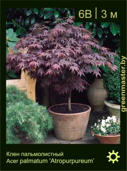 Изображение: клен пальмолистный  (acer palmatum) 'atropurpureum'