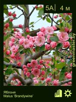 Изображение: яблоня гибридная (malus hybrida) 'brandywine'