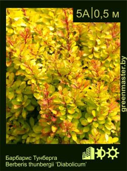 Изображение: барбарис Тунберга (berberis thunbergii) 'diabolicum'