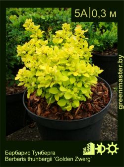 Изображение: барбарис Тунберга (berberis thunbergii) 'golden zwerg'