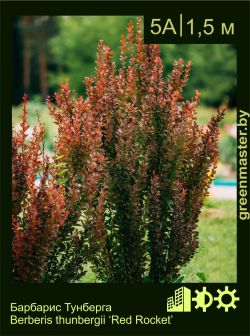 Изображение: барбарис Тунберга (berberis thunbergii) 'red rocket'