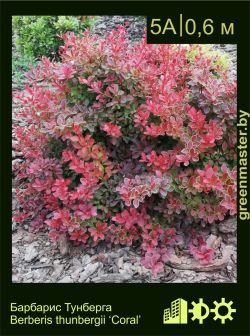 Изображение: барбарис Тунберга (berberis thunbergii) 'coral'