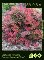 Изображение: барбарис Тунберга (berberis thunbergii) 'coral'