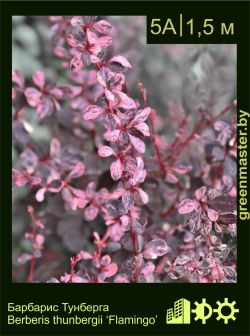 Изображение: барбарис Тунберга (berberis thunbergii) 'flamingo'