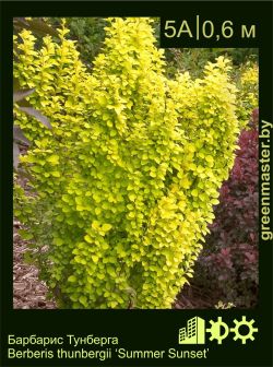 Изображение: барбарис Тунберга (berberis thunbergii) 'summer sunset'