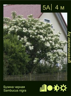 Изображение: бузина черная (sambucus nigra)