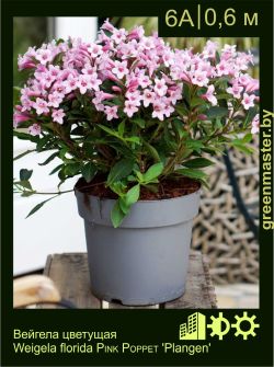 Изображение: вейгела цветущая (weigela florida) 'pink poppet'