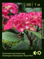 Изображение: гортензия крупнолистная (hydrangea macrophylla) 'royal red'