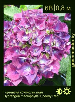 Изображение: гортензия крупнолистная (hydrangea macrophylla) 'speedy red'