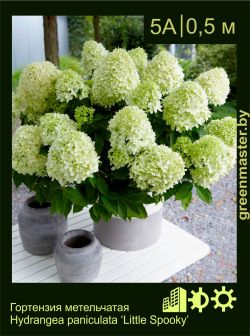 Изображение: гортензия метельчатая (hydrangea paniculata) 'little spooky'