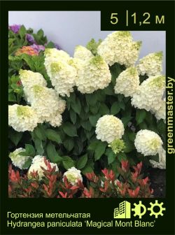 Изображение: гортензия метельчатая (hydrangea paniculata) 'magical mont blanc'