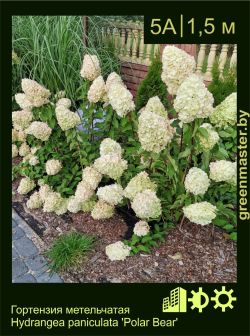 Изображение: гортензия метельчатая (hydrangea paniculata) 'polar bear'