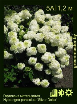 Изображение: гортензия метельчатая (hydrangea paniculata) 'silver dollar'