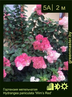 Изображение: гортензия метельчатая (hydrangea paniculata) 'wim’s red'