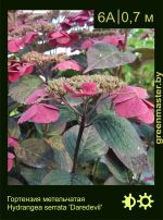 Изображение: гортензия пильчатая (hydrangea serrata) 'daredevil'