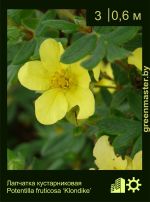 Изображение: лапчатка кустарниковая (potentilla fruticosa) 'klondike'