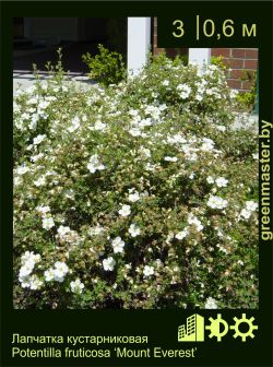 Изображение: лапчатка кустарниковая (potentilla fruticosa) 'mount everest'