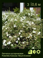 Изображение: лапчатка кустарниковая (potentilla fruticosa) 'mount everest'