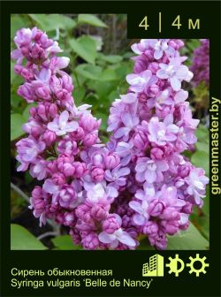 Изображение: сирень обыкновенная (syringa vulgaris) 'belle de nancy'