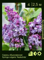 Изображение: сирень обыкновенная (syringa vulgaris) 'nadezhda'